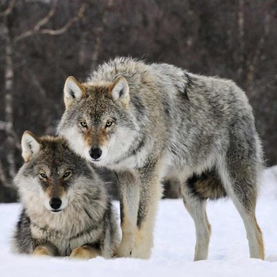 Lessons I learned Battling, And Beating, Online&nbsp;Trolls